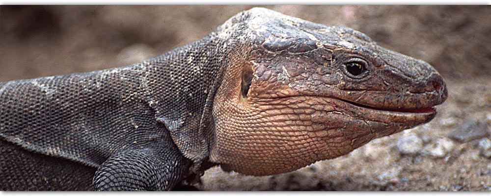 wpe41.jpg (57752 Byte)